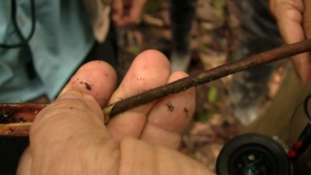 "Devil's Garden" (Lemon Ants). "Сад Дьявола", симбиоз (1778sp) смотреть онлайн