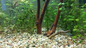 Жидкий СО 2 результат эксперимента.