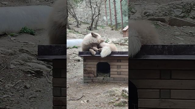 Необычная серая лиса умывается как котик смотреть онлайн