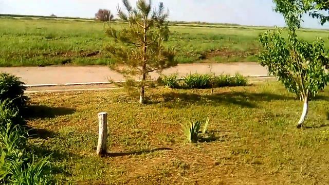 Наш сад огород. Утренняя прогулка. Весенние первоцветы. Morning walk. Spring primroses. смотреть онлайн