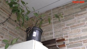 Самые красивые комнатные цветы