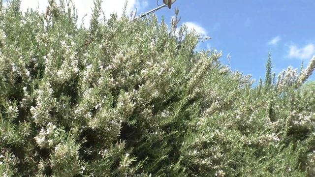 Земляничное дерево/ Arbutus смотреть онлайн