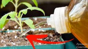 Подкормка Рассады Помидор Дрожжами Рассада Растёт Быстрее в2 раза! Дрожжевая Подкормка Рассады Перц