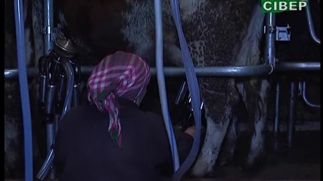 Новий доїльний зал з європейським обладнанням смотреть онлайн