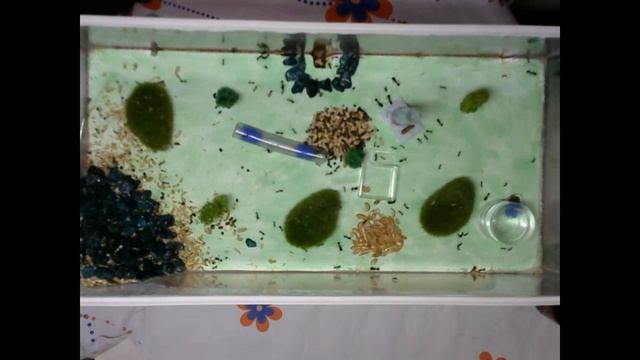 INCREDIBLE ANTS / НЕВЕРОЯТНЫЕ МУРАВЬИ (Из серии ФОРМИКАРИЙ СВОИМИ РУКАМИ) смотреть онлайн