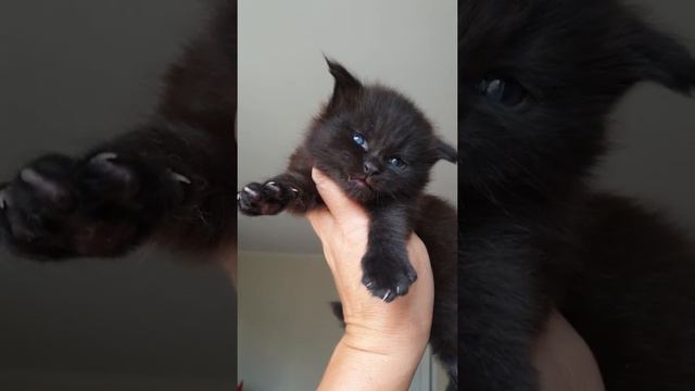 Котёнок мейн-кун из питомника Страна Гулливеров - J2 смотреть онлайн