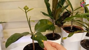 У КРОТОНА ОГОЛИЛСЯ СТВОЛ? Результаты обрезки спустя 2 месяца и на разных этапах (часть 2)