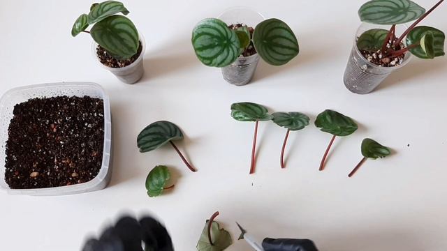 ПЕПЕРОМИЯ АРБУЗНАЯ/ Размножение листом смотреть онлайн