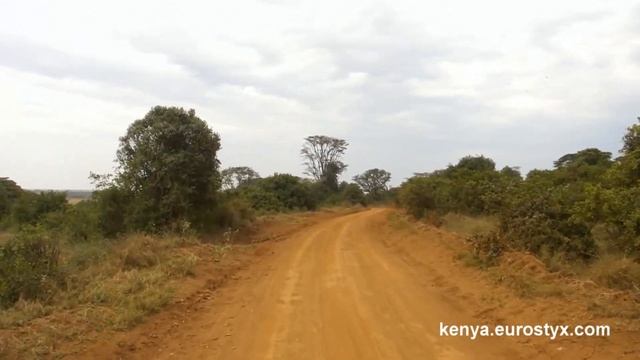 Антилопы в кенийской саванне (Antelope in the kenyan savannah) смотреть онлайн