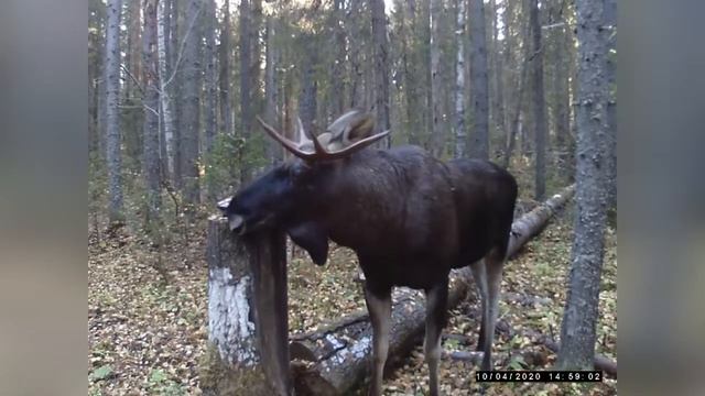 Охота на ЛОСЯ смотреть онлайн