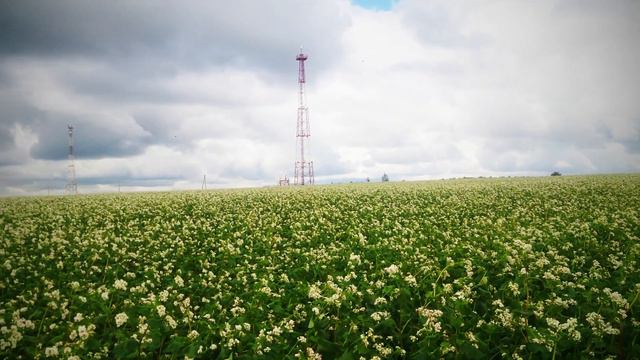 Гречишный мед 2020 т.89603022455 смотреть онлайн