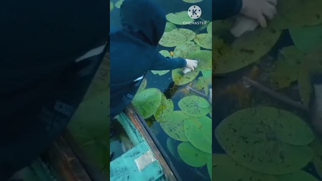 ЧТО ПРОИСХОДИТ С РЫБОЙ? караси выпрыгивают из воды смотреть онлайн