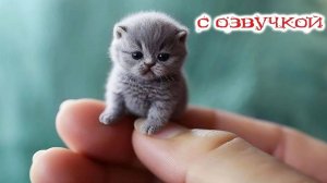 ПРИКОЛЫ С КОТАМИ - С ОЗВУЧКОЙ - Самые Смешные Животные - Смешное видео с котами!