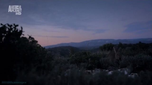 Природа Рязанской области. Занятие к Международному дню птиц. смотреть онлайн