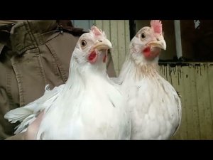 КОРАЛЛ лучшие несушки на 2024г