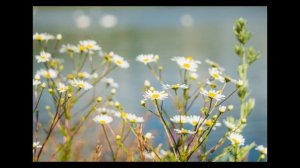 Отзыв об объективе Sony E 50mm f1.8(sel50f18), купленном на Фотоскладе.