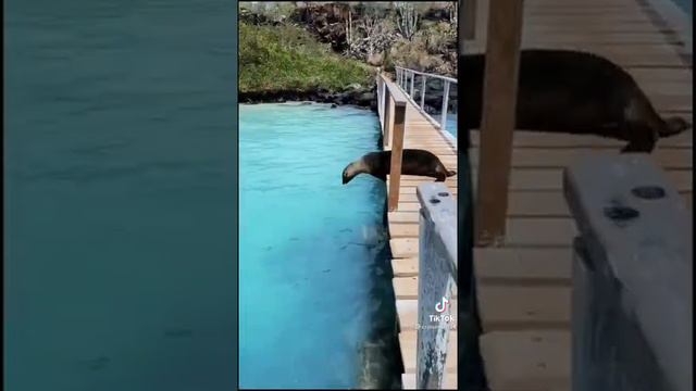 ●КРУИЗЫ БЕЗ ВИЗЫ: смотреть онлайн