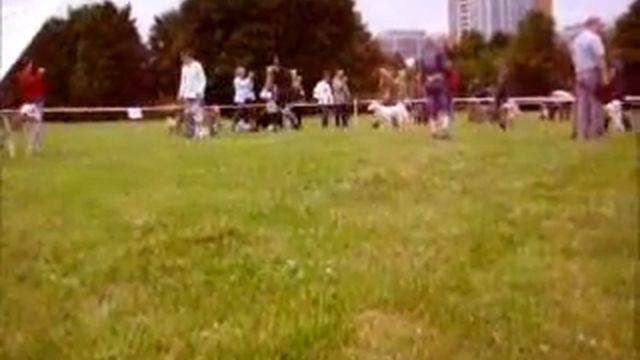 116-я Московская выставка охотничьих собак 2009 смотреть онлайн