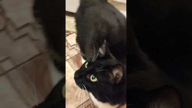 Много МЯУ ? смотреть онлайн