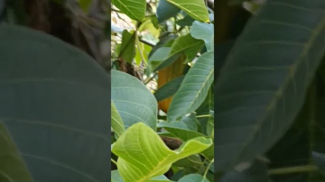 Огурецкий орех. смотреть онлайн