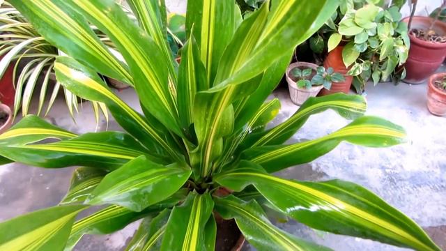 Cresteti aceste plante sa aveti o viata fericita #ingrijireaflorilor смотреть онлайн