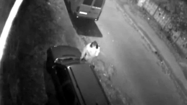 В Киеве милиционер украл дворники с автомобиля смотреть онлайн