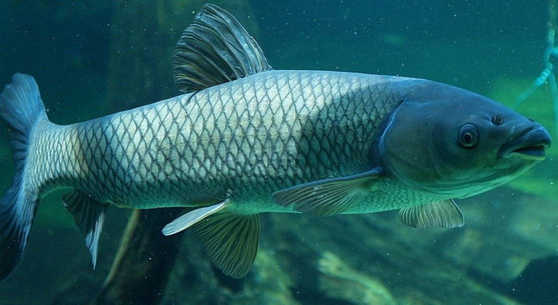 Белый амур (фильм первый) смотреть онлайн