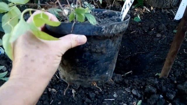 Результат развития корневой у клематисов весенней посадки в горшках, прикопанных в земле на лето. смотреть онлайн