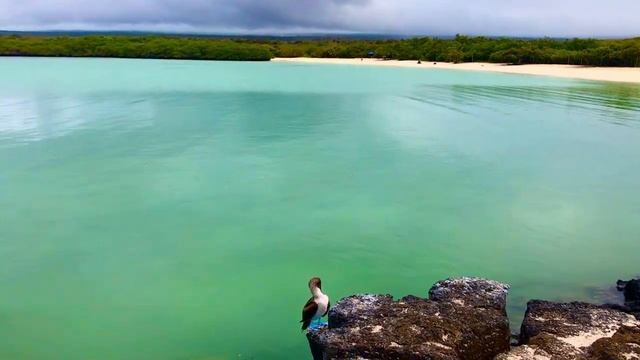 TORTUGA BAY-ISLA SANTA CRUZ-GALAPAGOS смотреть онлайн