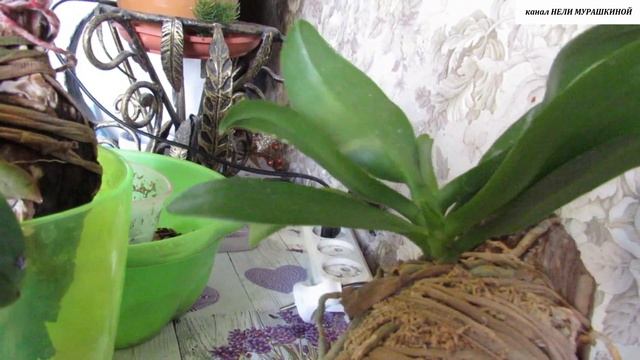 "МОКРЫЕ ПЯТОЧКИ" у ОРХИДЕЙ. К чему это приводит. Помогаем нарастить корни. смотреть онлайн