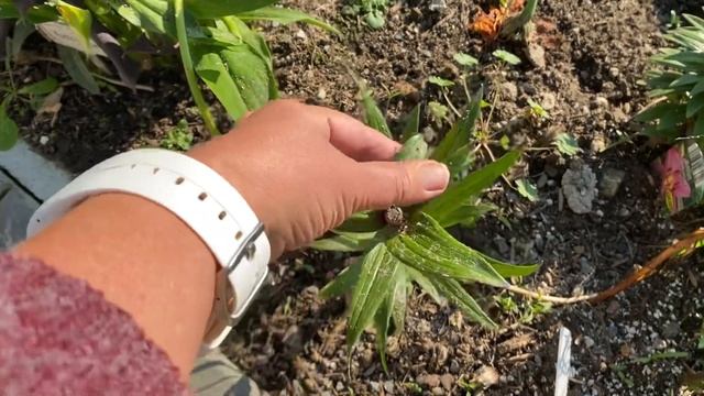 РАЗМНОЖЕНИЕ ЛИЛИЙ БУЛЬБОЧКАМИ смотреть онлайн