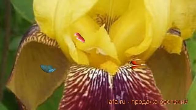 Ирис бородатый Раджа Брук (iris) ? ирис Раджа Брук обзор: как сажать рассада ириса Раджа Брук смотреть онлайн