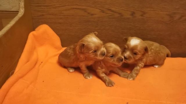 Всем хорошего дня от голддастов - золотых йорков. смотреть онлайн