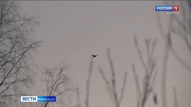 В Карелии открылся сезон охоты на боровую и водоплавающую дичь смотреть онлайн