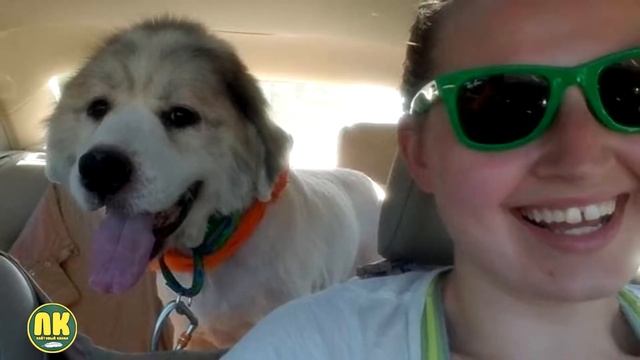 Животные Заросшие Шерстью! Овцы, собаки, кошки, которым нужна стрижка! смотреть онлайн