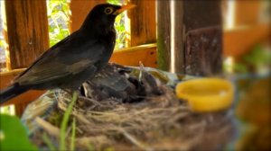 Чёрные дрозды: потрясающие факты из жизни птиц! Гнездо, курс молодого дрозда и пение черного дрозда