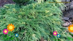 Микробиота перекрестнопарная Голдспот. Краткий обзор, описание microbiota decussata Goldspot