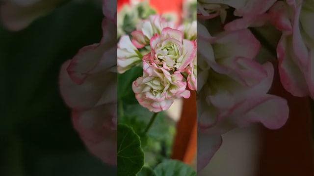 Грандер деко Apple Blossom #пеларгония смотреть онлайн