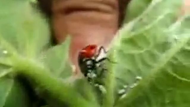 Cryptolaemus Montrouzieri vs Cochinilla смотреть онлайн