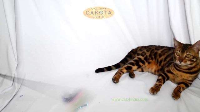 Dakota Gold, официальный питомник бенгальской кошки, бенгальский котенок, Альбина смотреть онлайн