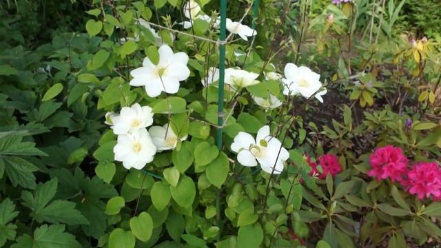 Клематис Дженси Крим смотреть онлайн