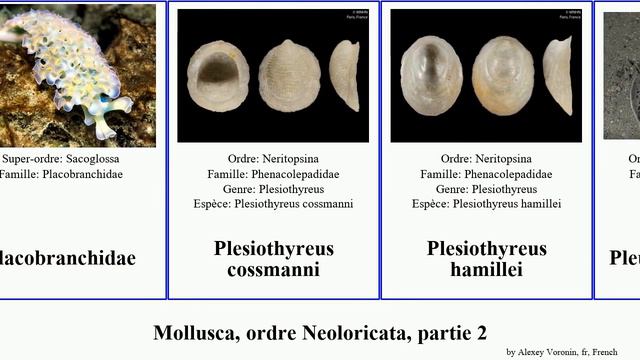 Mollusca, ordre Neoloricata, partie 2 tegula des mer nigra molluscs orientalis gigas capensis смотреть онлайн