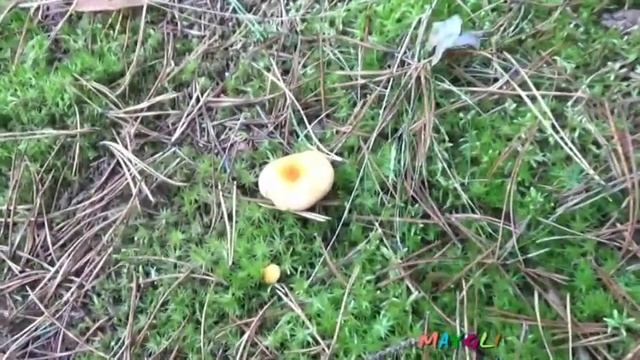 Ложные лисички - говорушки оранжевые. Как растут. Грибы. смотреть онлайн