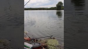 рыбалка на амура