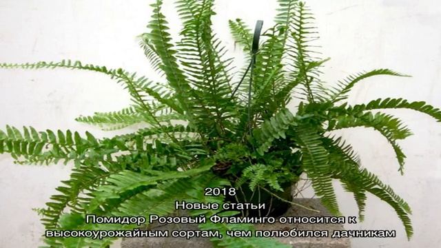 Изучаем способы пересадки и размножения нефролеписа смотреть онлайн