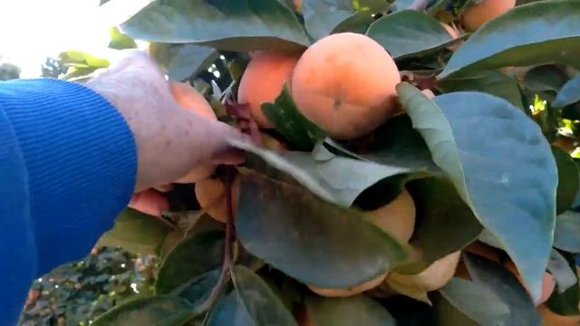 Фрезно.Калифорния.Сад Хурмы сорта,,ФУЮ,,.октябрь 2022. смотреть онлайн