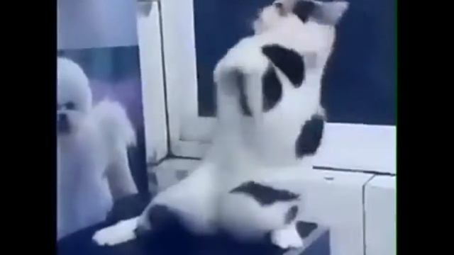 Танец кота под музыку смотреть онлайн