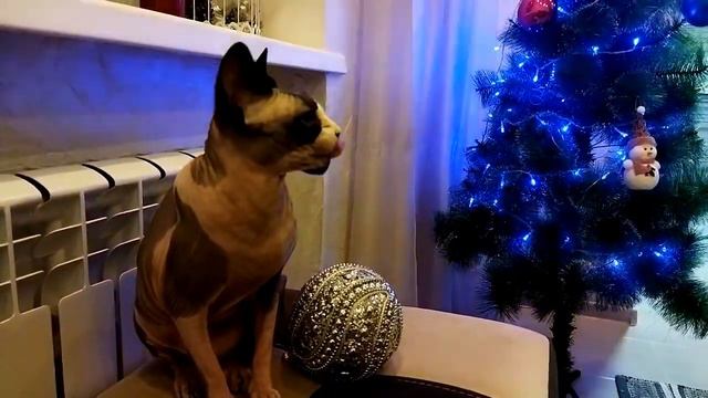 Наряжаем елку с кошкой сфинкс. смотреть онлайн