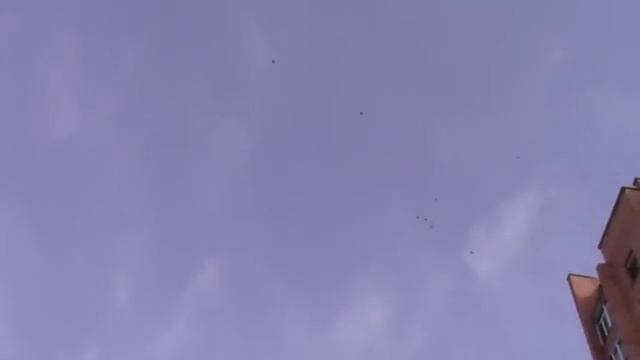 Узбекские бойные ГОЛУБИ - полет 07.03.2012 смотреть онлайн