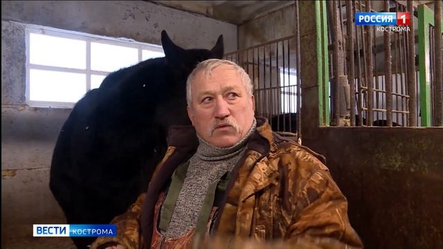 Рысью и галопом к победе: Кострома готовится принять «Чемпионат русских троек» смотреть онлайн